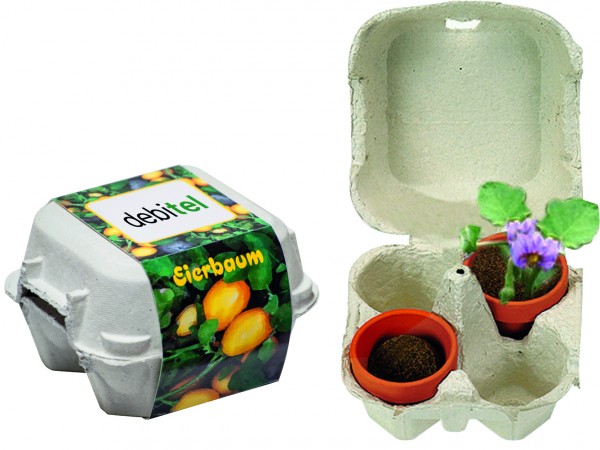 Eierbaum Box mit Samen und Tontöpfchen