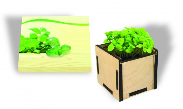 Pflanzsteckbox aus Holz mit Samen